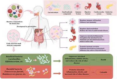 Reinventing gut health: leveraging dietary bioactive compounds for the prevention and treatment of diseases